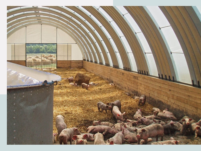 Строительство свинарников в Ставрополе